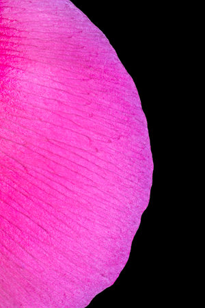 close up of purple petal of peony against black backgroundの写真素材
