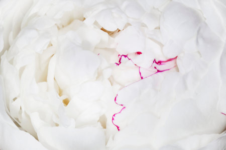 close up of white peony flowerの写真素材