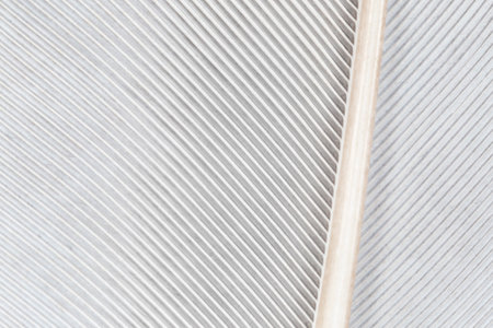abstract natural background: close up of feather of doveの写真素材