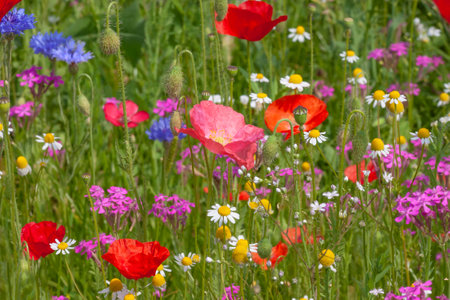 view on colorful flowers on meadow at summerの写真素材