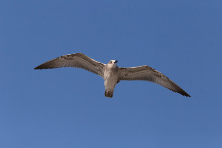 close up of great black-backed gull flying in a clear blue skyの写真素材