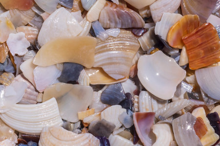 abstract natural background: close up of heap of colorful broken seashells on seacoastの写真素材