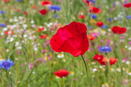close up of red poppy on meadow at summerの写真素材