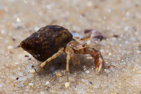 close up of small hermit crab on sand at seacoastの写真素材