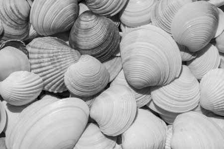 black and white photo of heap of seashells on coastの写真素材