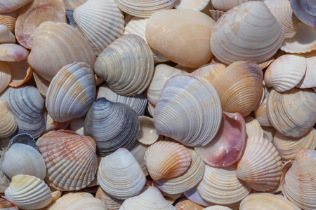 abstract natural background: close up of heap of colorful seashells on sea coastの写真素材