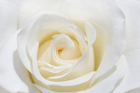 close up of beautiful white rose flowerの写真素材