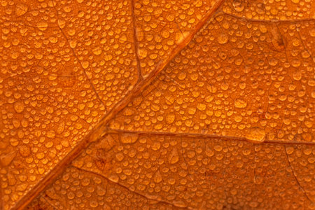 close up of dry leaf covered with rain drops