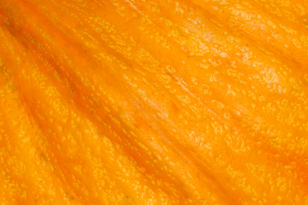 abstract natural background: close up of orange pumpkin peel textureの写真素材