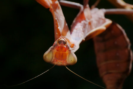 close up of head of praying mantis sitting on dry stem against black backgroundの写真素材