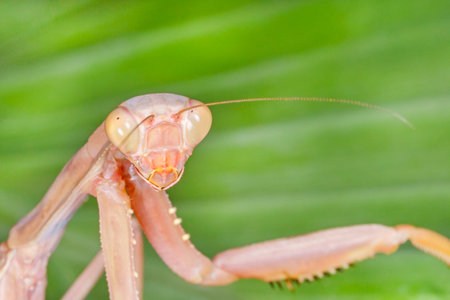 close up of praying mantis against green leaf