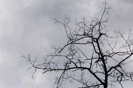 somber natural landscape: branches of dry tree against dark rain cloudsの写真素材