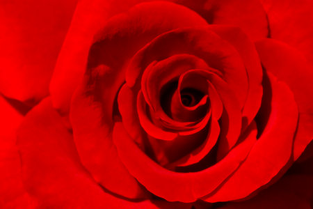 close up of red rose flowerの写真素材