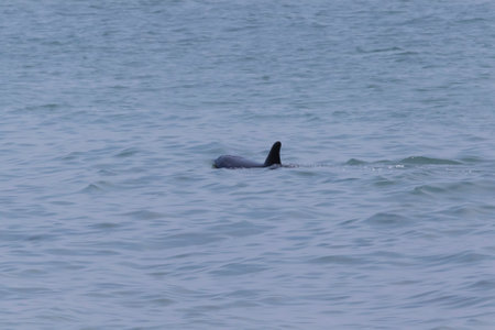 view on dolphin swimming in Black Seaの写真素材