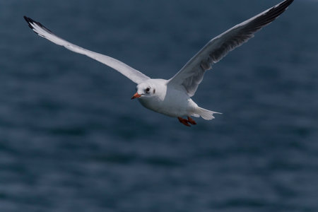 close up of seagull flying above dark blue sea wavesの写真素材