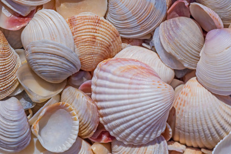 close up of colorful seashells on sea coastの写真素材