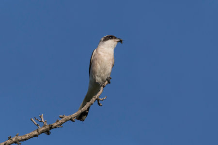 close up of shrike sitting on dry branch against blue skyの写真素材