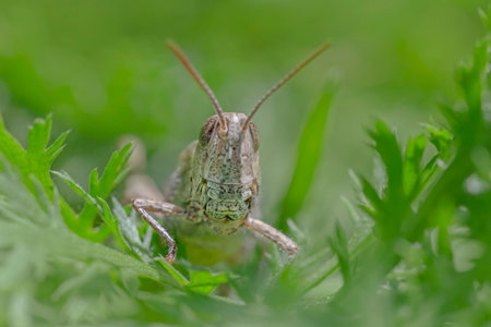 close up of grasshopper sitting in green grassの写真素材