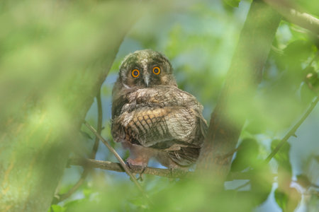 view on long eared owl sitting on branch of tree at summer dayの写真素材