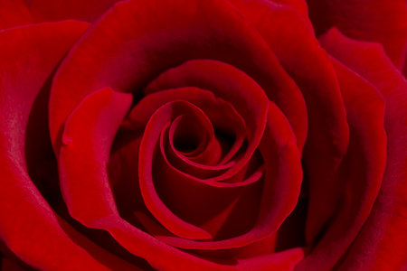 closeup of beautiful red rose flowerの写真素材