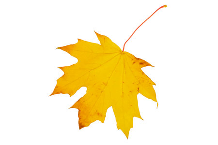 dry yellow maple leaf isolated on white backgroundの写真素材
