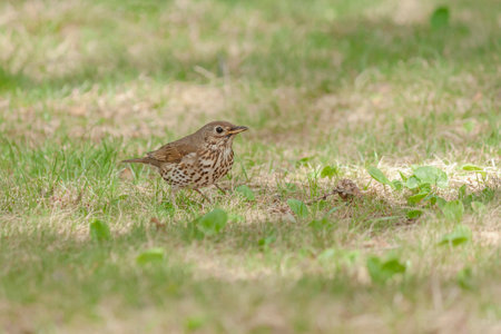 close up of song thrush standing on groundの写真素材