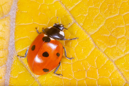 close up of red ladybug sitting on dry yellow leaf