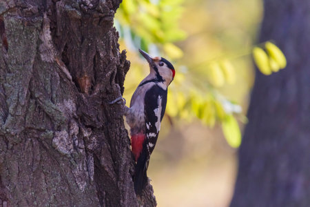 close up of woodpecker sitting on trunk of acacia treeの写真素材