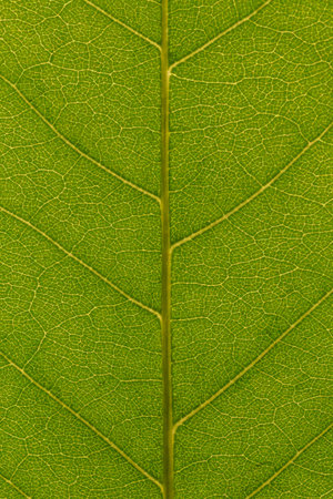 abstract natural background: close up of green walnut tree leaf texture