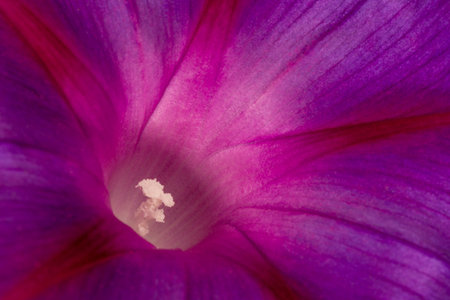 close up of purple convolvulus flower