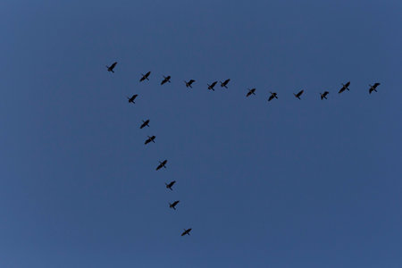 V formation of Great cormorants flying in a blue sky at fallの写真素材