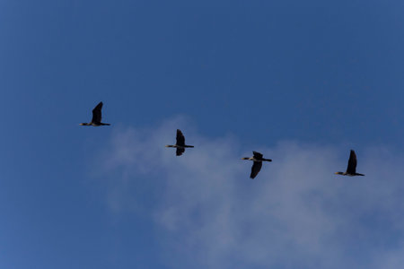 close up of four Great cormorants flying in a blue sky