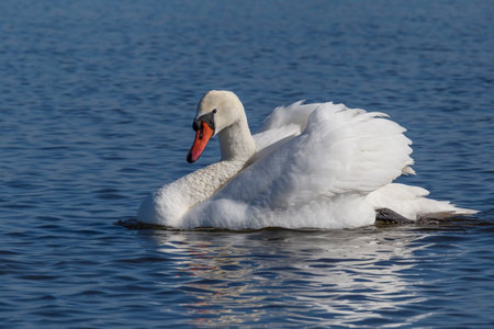 close up of white swan swimming in a riverの写真素材