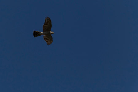view on kestrel flying in a clear blue skyの写真素材