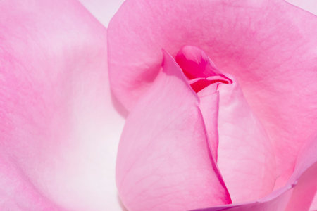 close up of pink rose flower against whiteの写真素材