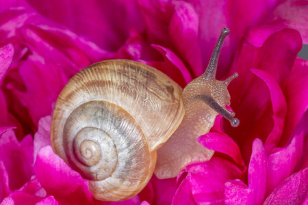 close up of brown snail sitting on purple peony flowerの写真素材