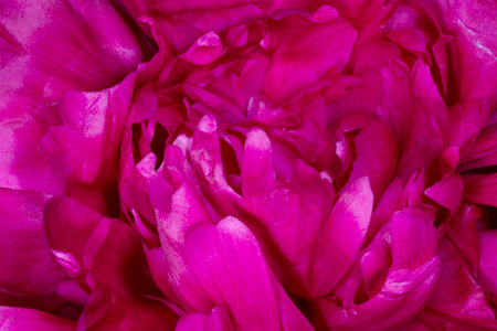 close up of purple peony petalsの写真素材
