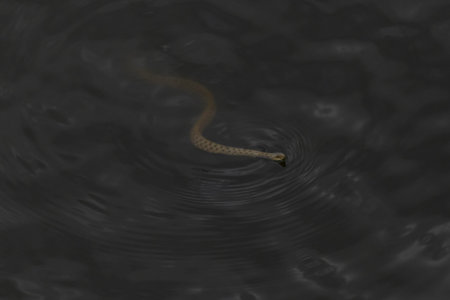 view on grass snake swimming in a water