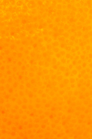 abstract bright summer backdrop: close up of peel of orange textureの写真素材