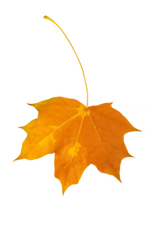 dry maple tree leaf isolated on white background
