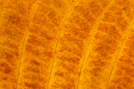 abstract natural backdrop: close up of  golden autumnal walnut tree leaf textureの写真素材