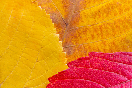 colors of  a fall background: close up of yellow, orange and purple leavesの写真素材