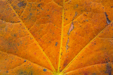 close up of autumnal maple tree leaf textureの写真素材