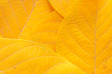 close up of several yellow autumnal walnut tree leavesの写真素材