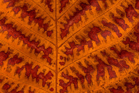 close up of texture of autumnal walnut tree leafの写真素材