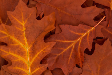 close up of heap of autumnal brown oak tree leaves