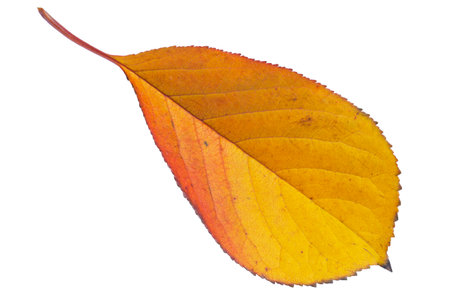 close up of colorful autumnal cherry tree leaf isolated on white backgroundの写真素材