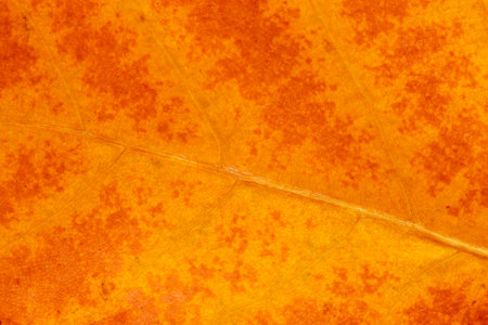 abstract autumnal background: close up of plane tree leaf textureの写真素材