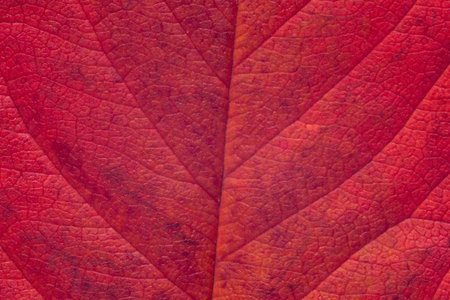 abstract natural autumnal backdrop: close up of purple cherry tree leaf textureの写真素材