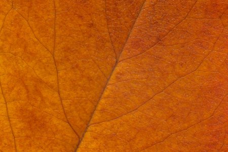 abstract natural autumnal background: close up of golden color cherry tree leaf textureの写真素材